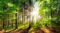 Un isolant en vrac à base de fibre de bois locale