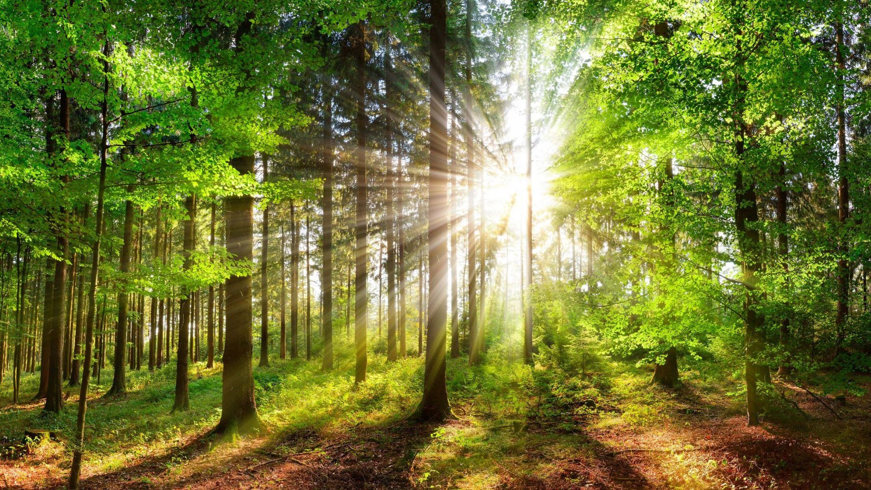 Un isolant en vrac à base de fibre de bois locale