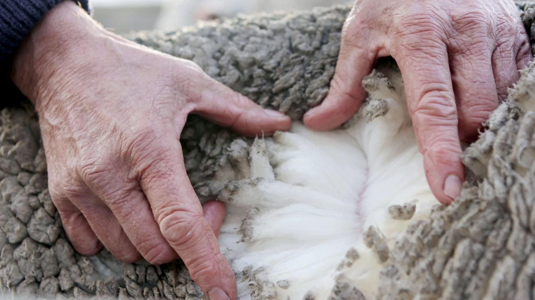 La laine, une matière oubliée réhabilitée dans l'isolation
