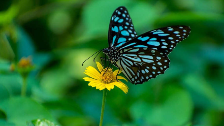 La nature, un puissant outil de développement de solutions durables